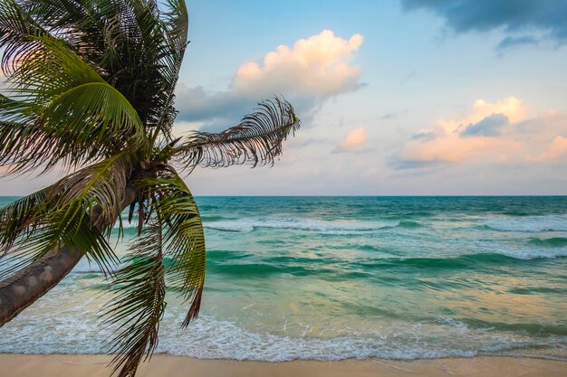 Beautiful tropical beach with palm tree at the sunset Thailand Koh Samui