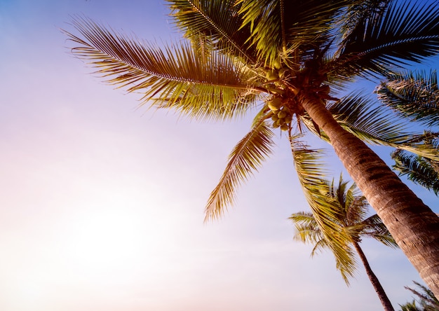 Beautiful tropical beach with palm trees.