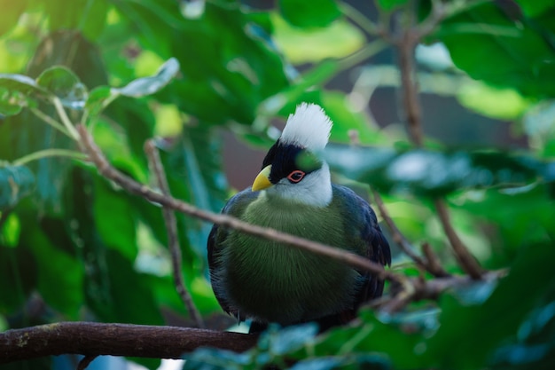 Beautiful tropical bird with a white head in the park