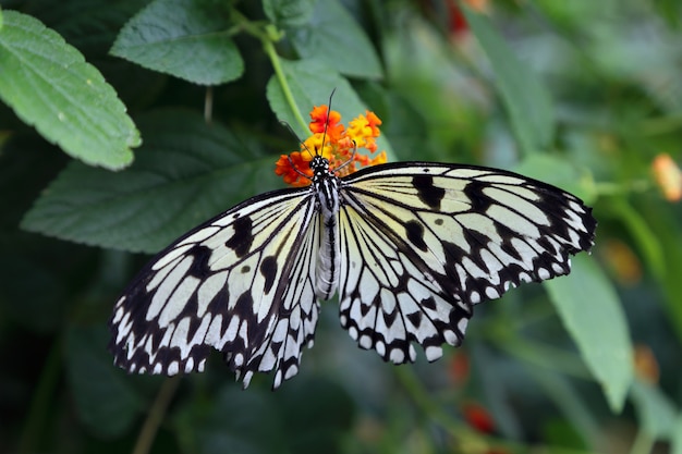 Beautiful tropical butterfly on blurred nature background