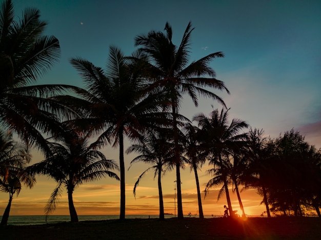 Beautiful tropical coastline view with palm tree silhouette