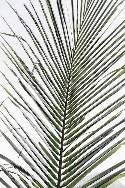 Beautiful tropical coconut palm branch against white sky. Minimalistic pattern and with green colors