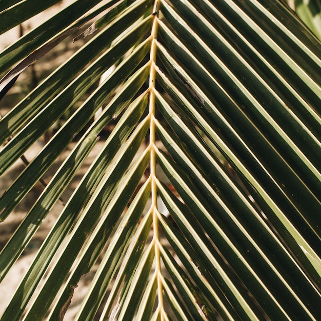 Beautiful tropical coconut palm branch. Minimalistic pattern and print