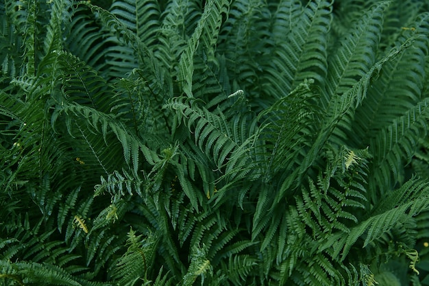 Beautiful tropical fern background with young green fern leaves. Dark and moody feel. Selective focus. Concept for design.