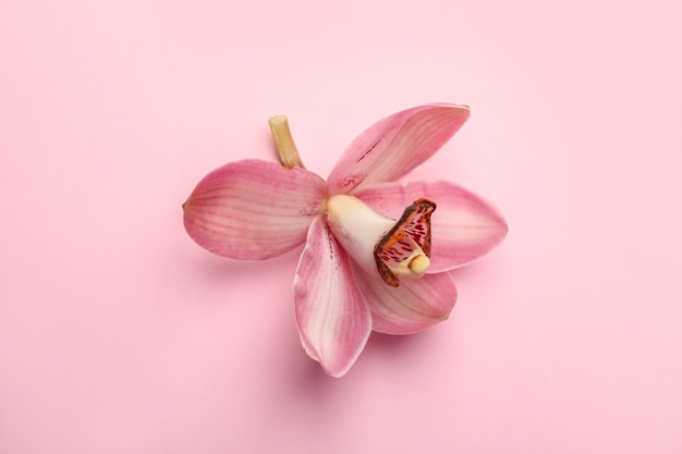 Beautiful tropical flower on pink