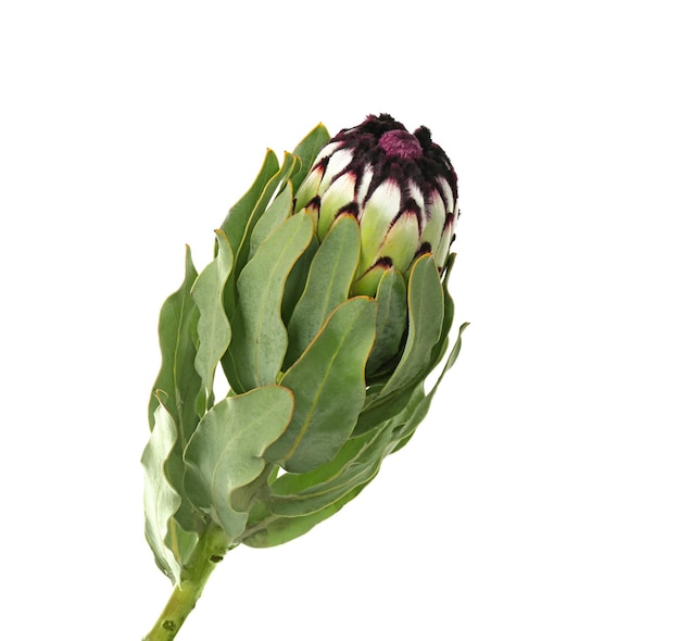 Beautiful tropical flower on white background