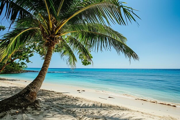 Beautiful tropical outdoor nature landscape of beach sea and ocean with coconut palm tree