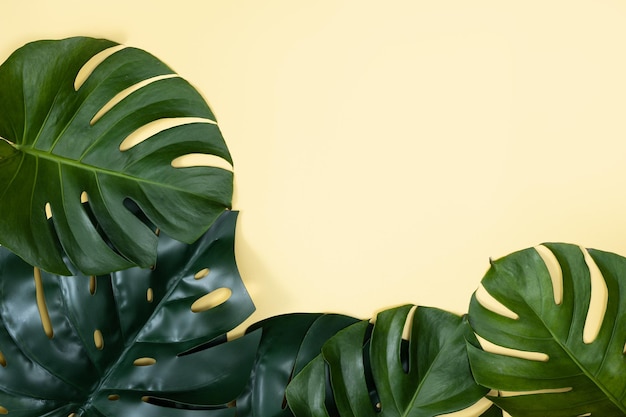 Beautiful tropical palm monstera leaves branch isolated on pastel yellow background top view flat lay overhead above summer beauty blank design concept