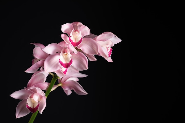 Beautiful tropical pink orchid on a black background, blank