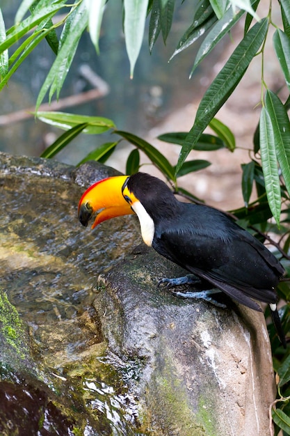 Beautiful tucan drinking water on jungle