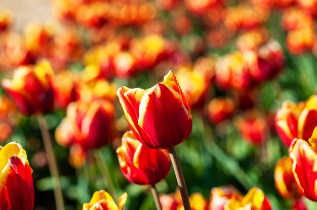 Beautiful Tulip on blurred spring sunny. Bright  tulip flower for spring or love concept.