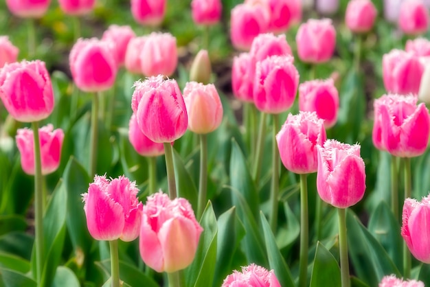 Beautiful tulip field plantation - commercial flower garden