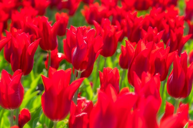 Beautiful tulip field plantation. Commercial growing of tulips in botanic garden