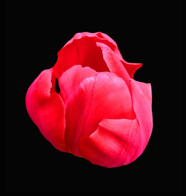 Beautiful tulip flower of red scarlet color isolated on black background close up, spring flower