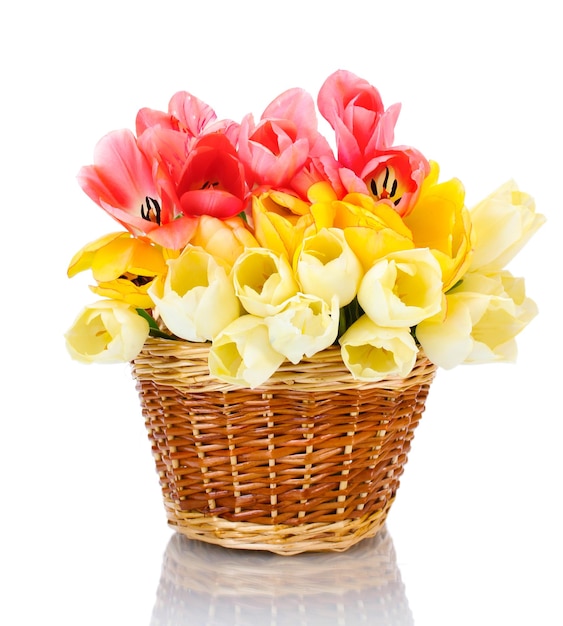 Beautiful tulips in basket isolated on white