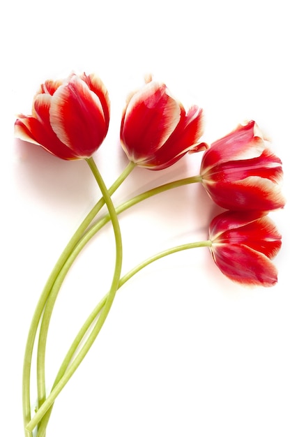 Beautiful tulips bouquet on white background