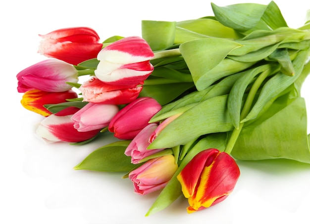 Beautiful tulips in bucket isolated on white