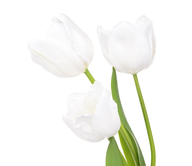 Beautiful tulips in bucket isolated on white