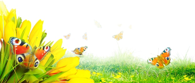 Beautiful tulips and butterflies Spring nature background for web banner