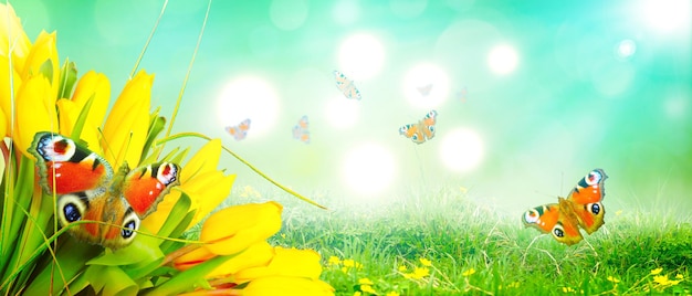 Beautiful tulips and butterflies Spring nature background for web banner