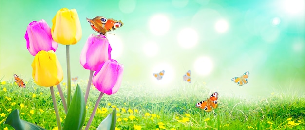 Beautiful tulips and butterflies. Spring nature background