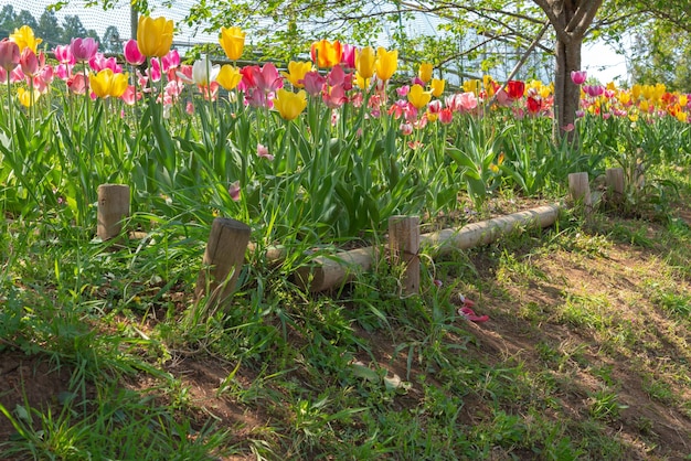 Beautiful Tulips field multicolor in the garden