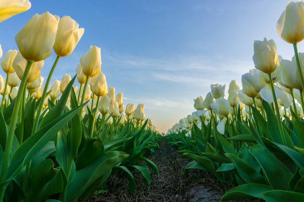 Beautiful tulips fields in the Netherlands in spring under a sunrise sky, Amsterdam, Netherlands