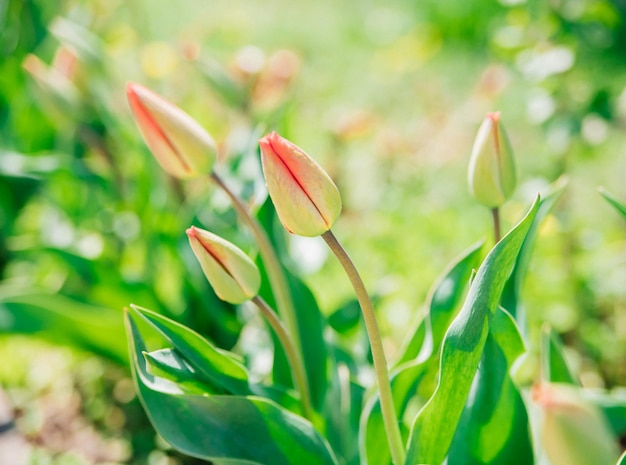 Beautiful tulips on a flower bed in the garden Spring Easter flower background Closed buds of spring flowers Soft selective focus Beauty is in nature