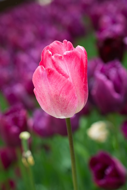 Beautiful tulips flower in tulip field in spring