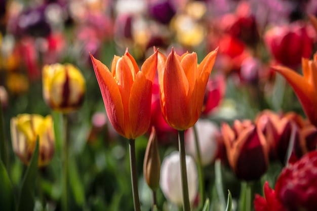 Beautiful tulips flower in tulip field in spring