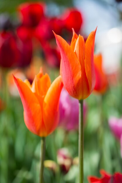 Beautiful tulips flower in tulip field in spring