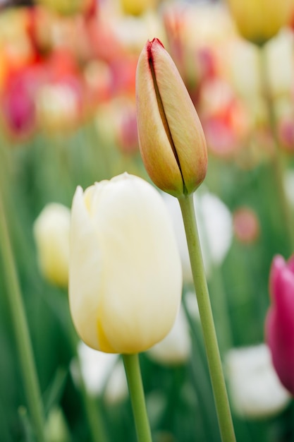 Beautiful tulips flower in tulip field in spring