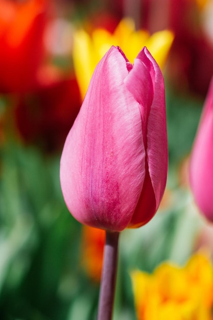 Beautiful tulips flower in tulip field in spring