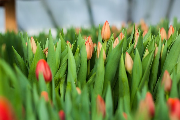 Beautiful tulips grown in a greenhouse