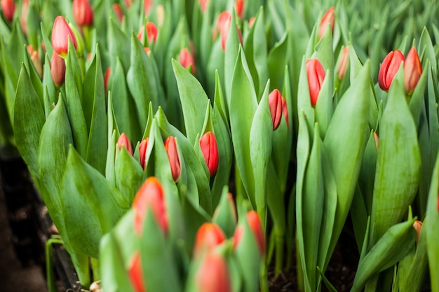 Beautiful tulips grown in a greenhouse