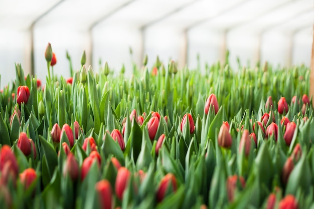 Beautiful tulips grown in a greenhouse