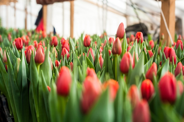 Beautiful tulips grown in a greenhouse