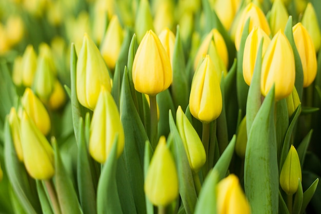 Beautiful tulips grown in a greenhouse