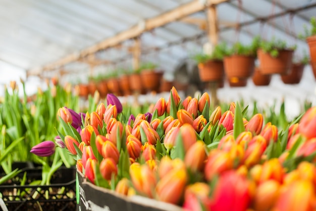 Beautiful tulips grown in a greenhouse