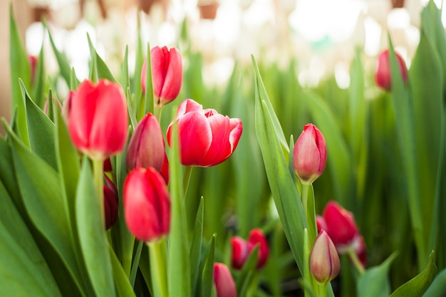 Beautiful tulips grown in a greenhouse