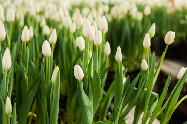 Beautiful tulips grown in a greenhouse