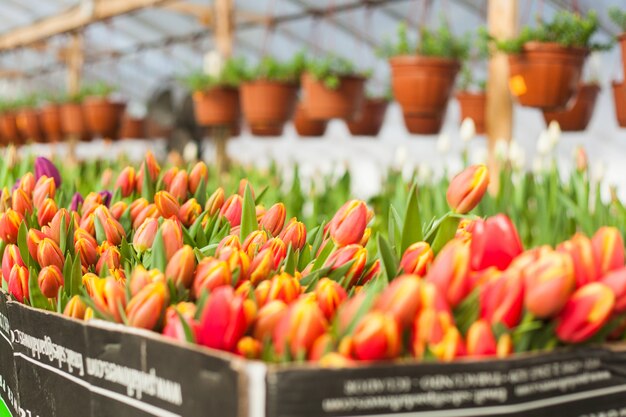 Beautiful tulips grown in a greenhouse