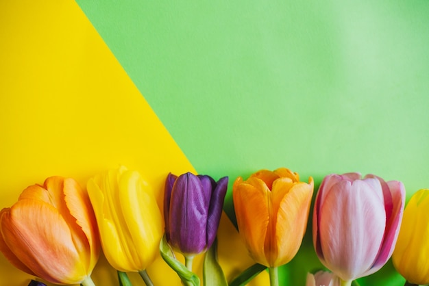 Beautiful tulips on a multicolored.