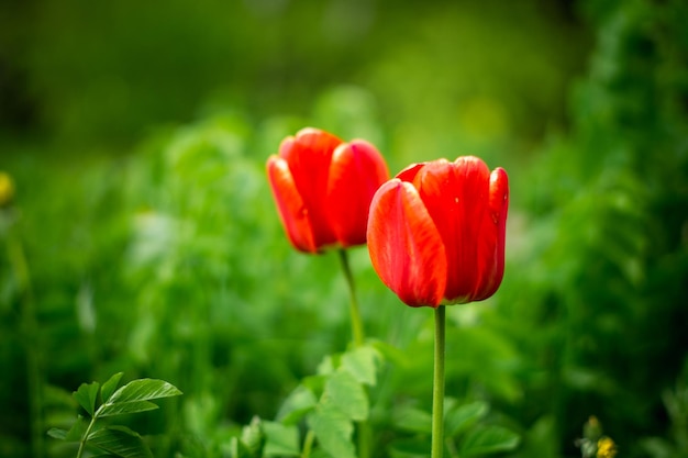 beautiful tulips in natural state