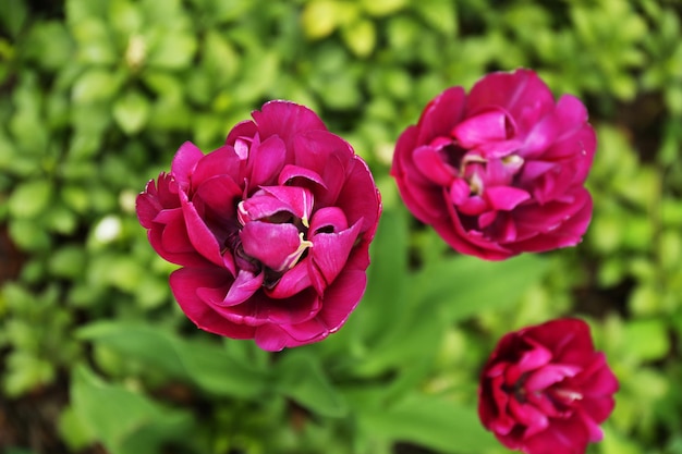 Beautiful tulips outdoors