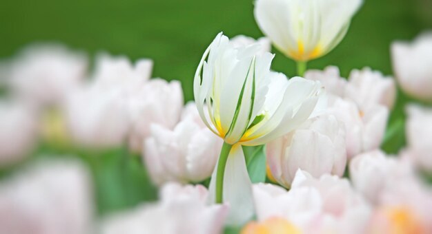 Beautiful tulips Spring nature background for web banner and card design