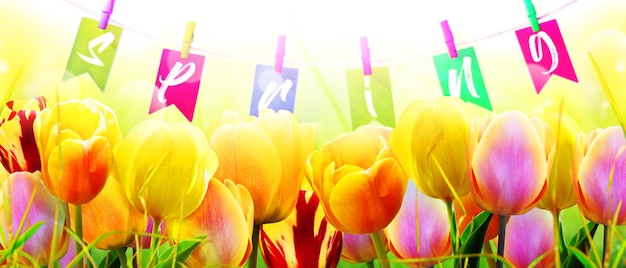 Beautiful tulips Spring nature background for web banner and card design