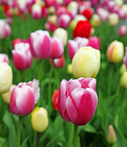 Beautiful tulips Spring nature background for web banner and card design