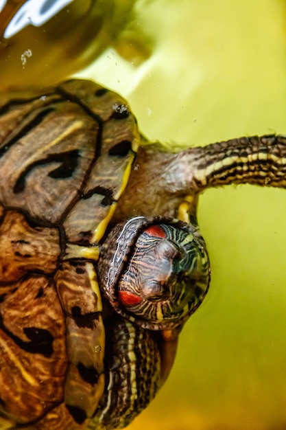 Beautiful turtle swims in the water