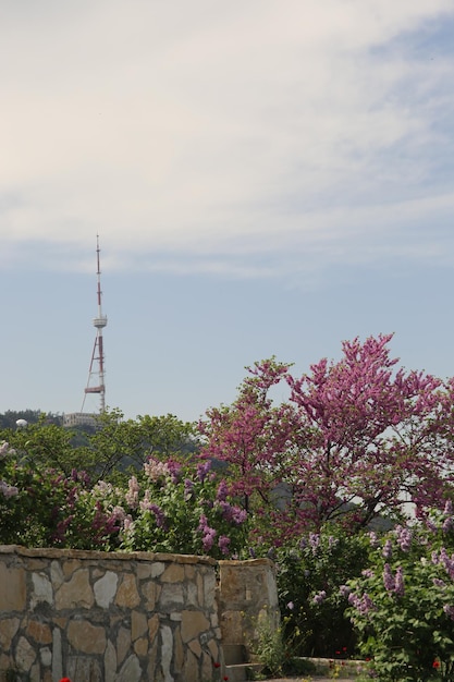 beautiful TV tower and park landscape